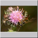 Cerceris arenaria - Sandknotenwespe w10 12mm.jpg